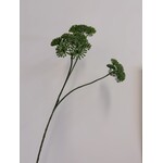 ENGELWORTEL | GROEN | 83 CM