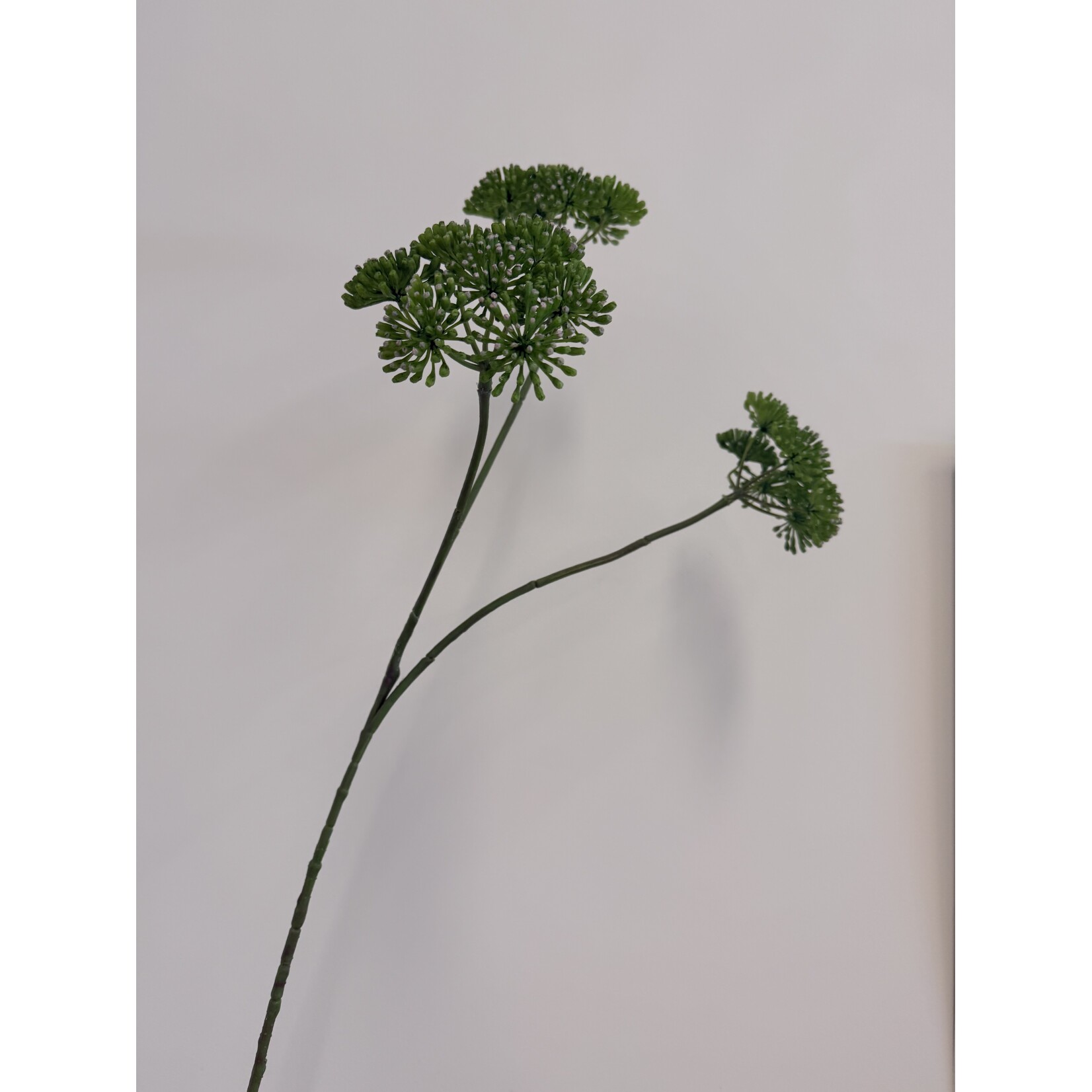 ENGELWORTEL | GROEN | 83 CM