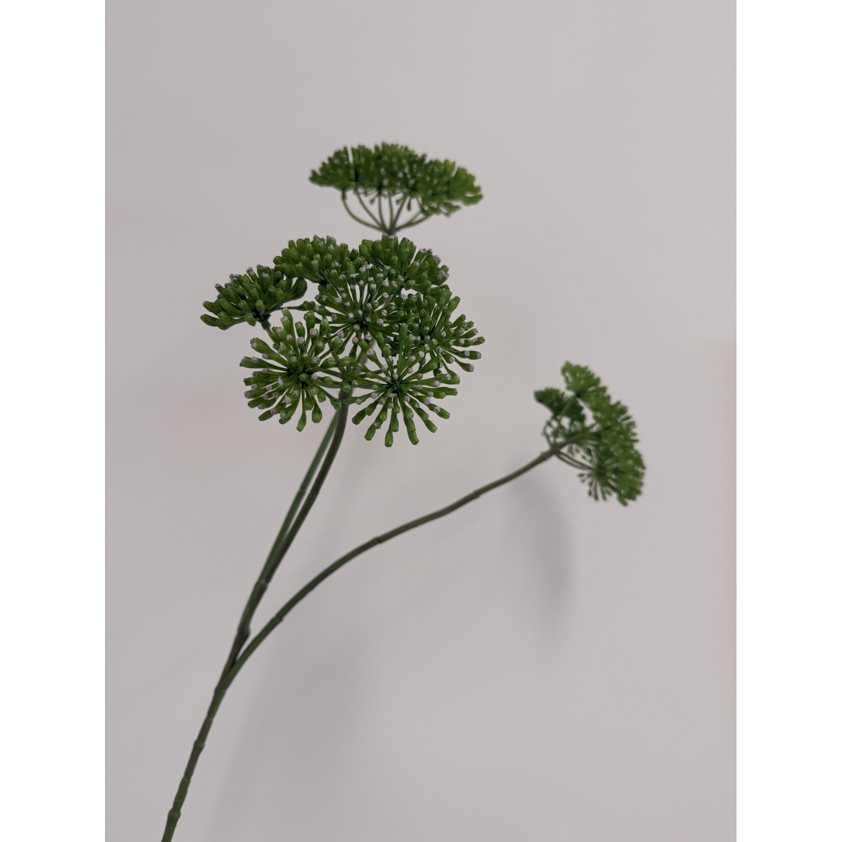 ENGELWORTEL | GROEN | 83 CM