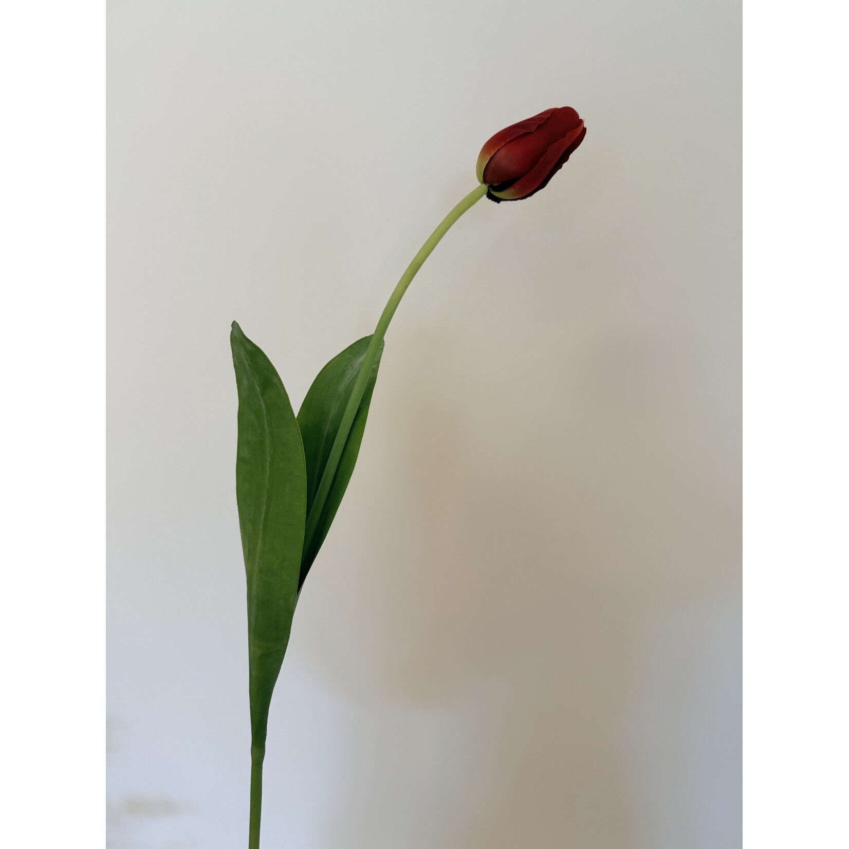 TULP RED PROUD | ROOD | 80 CM