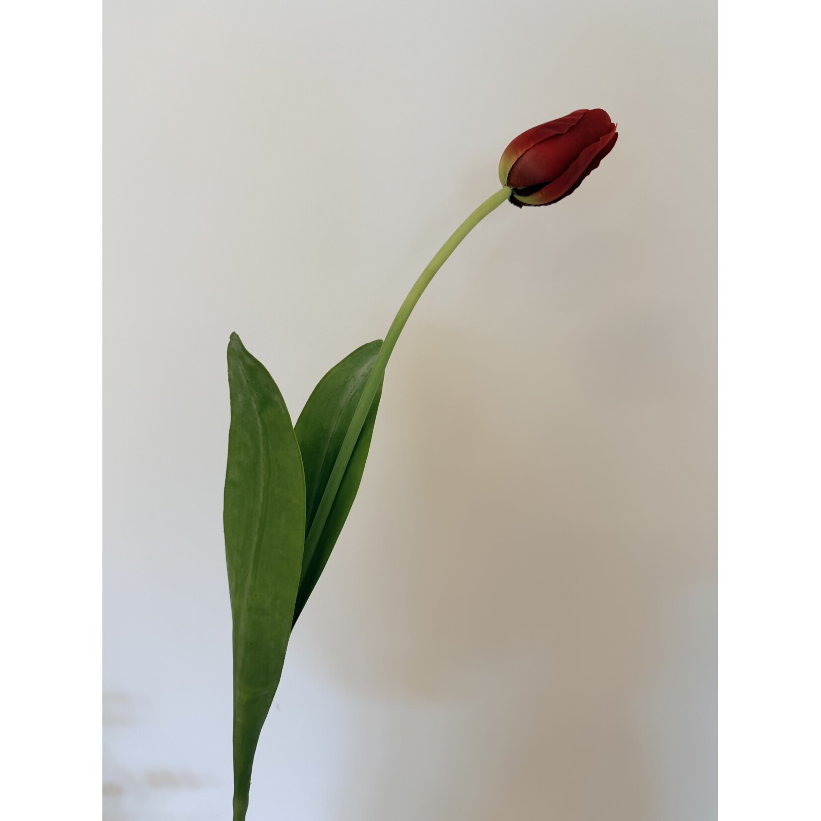TULIP RED PROUD | RED | 80 CM