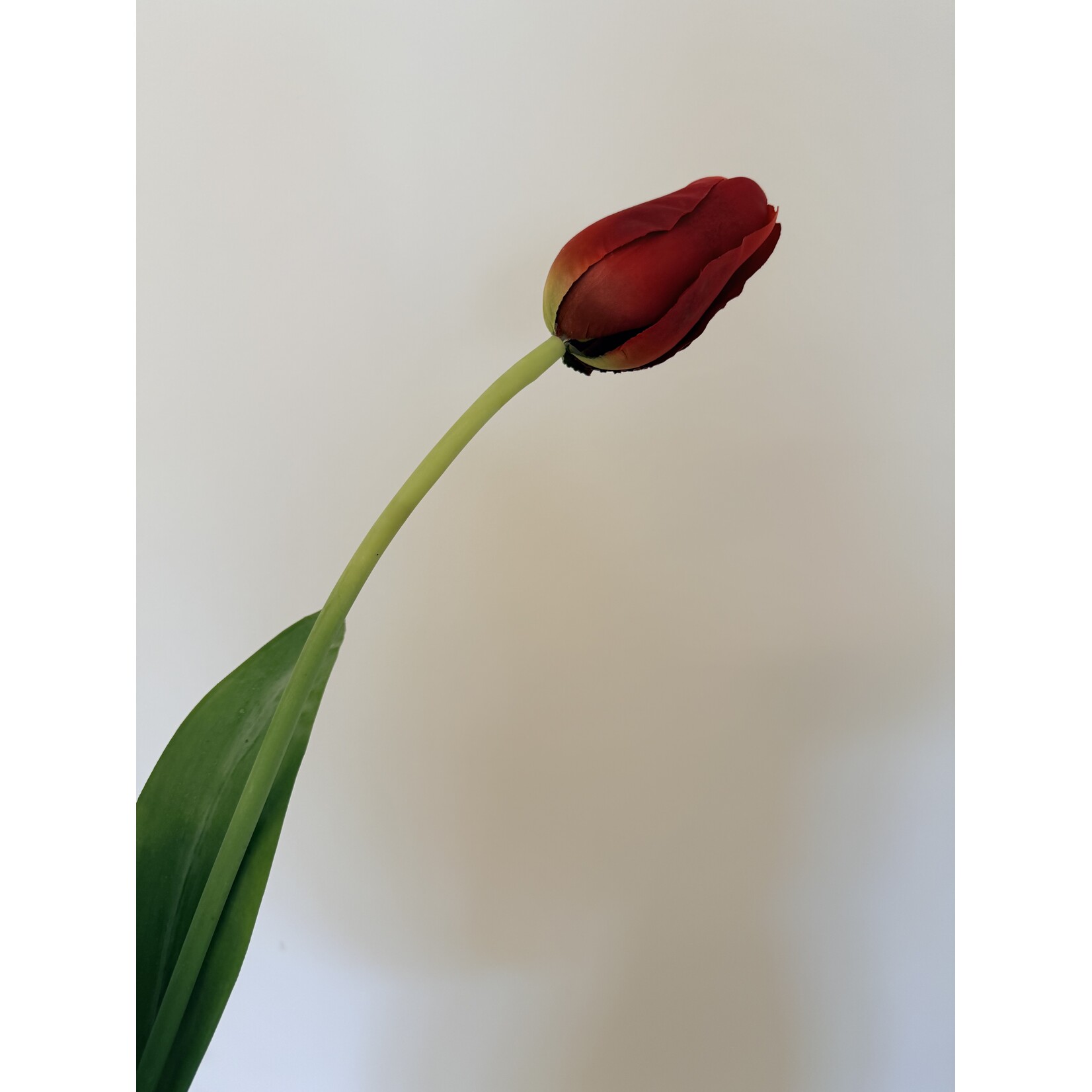TULP RED PROUD | ROOD | 80 CM