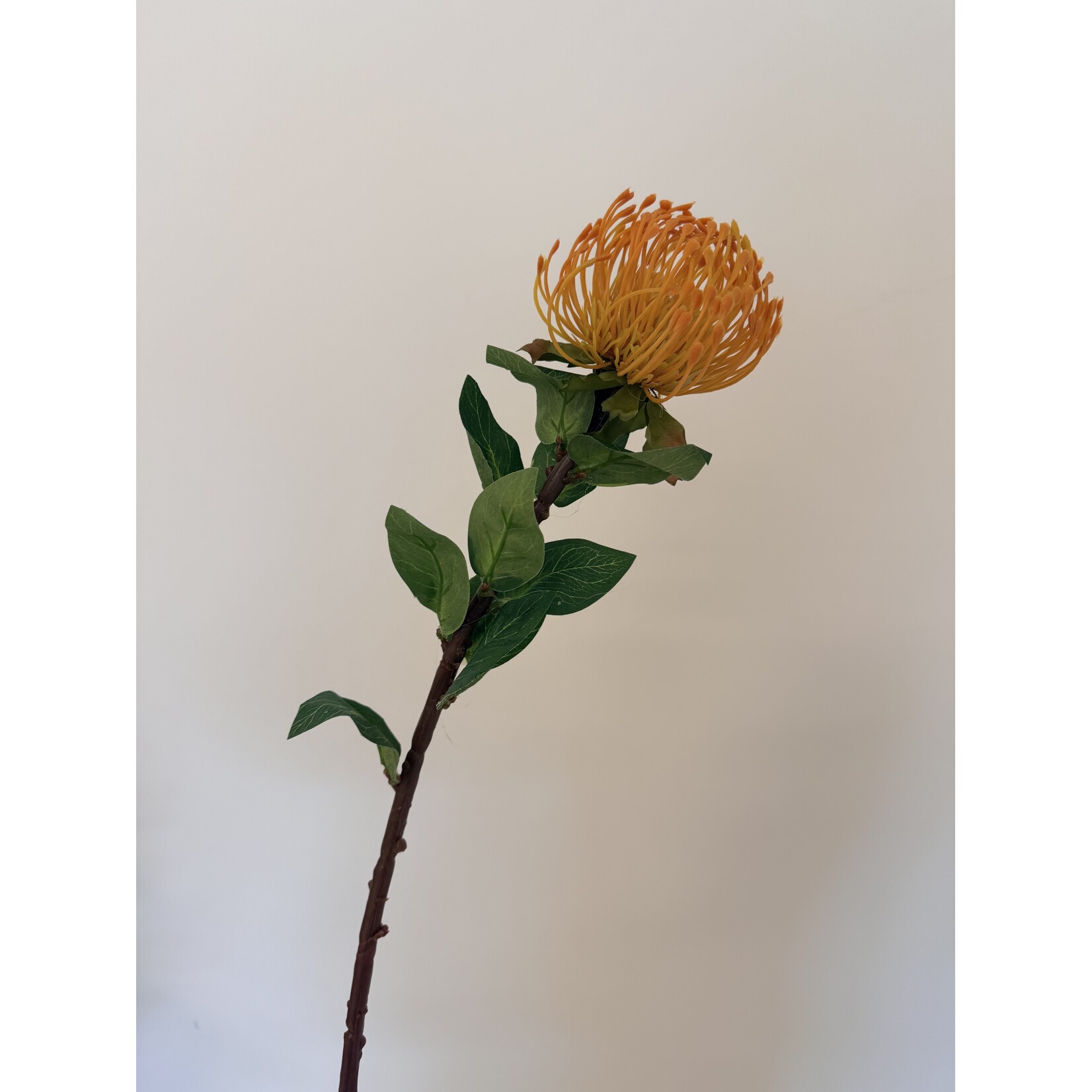 PROTEA | GEEL | 72 CM