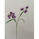 FRITILLARIA | PURPLE | 70 CM