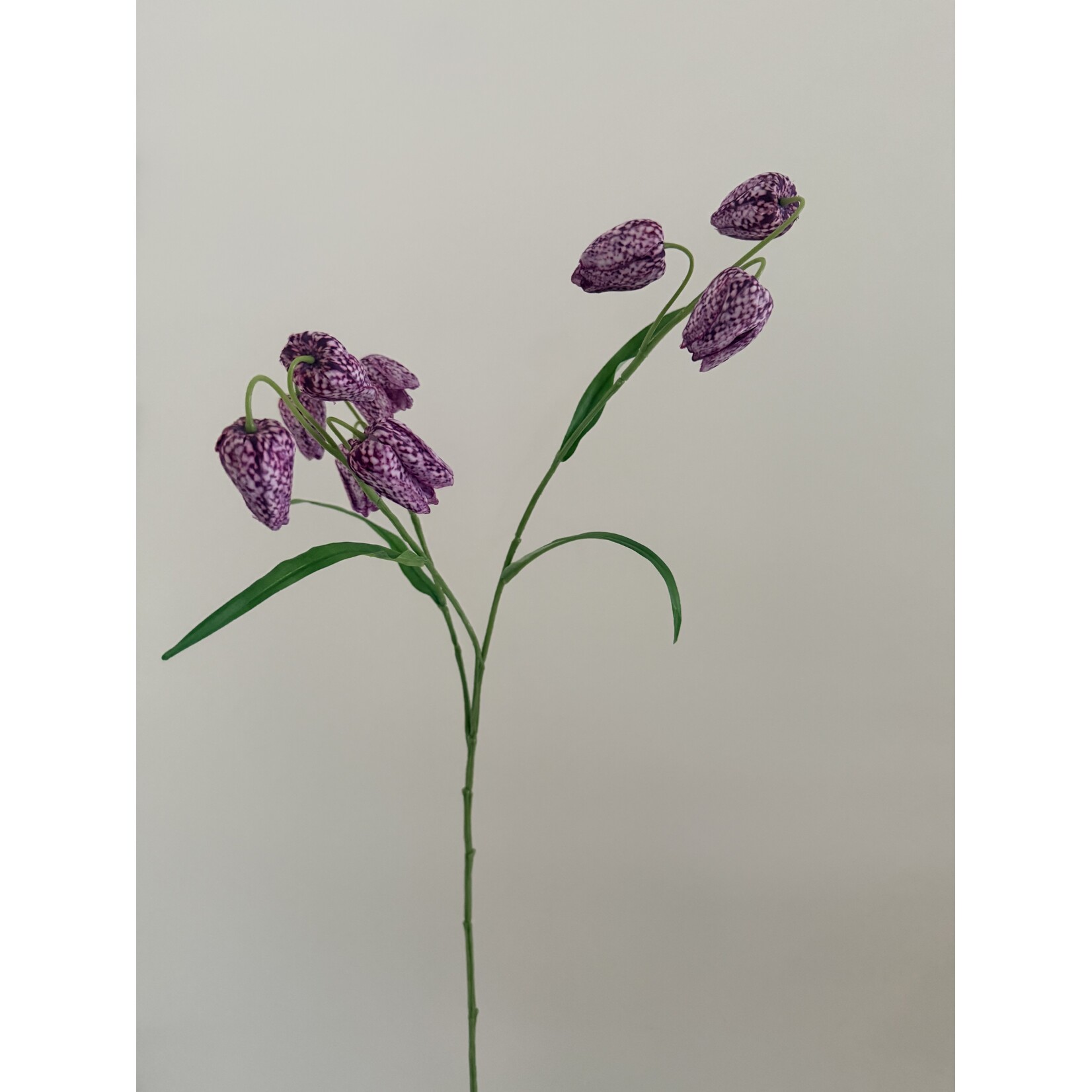 FRITILLARIA | PURPLE | 70 CM