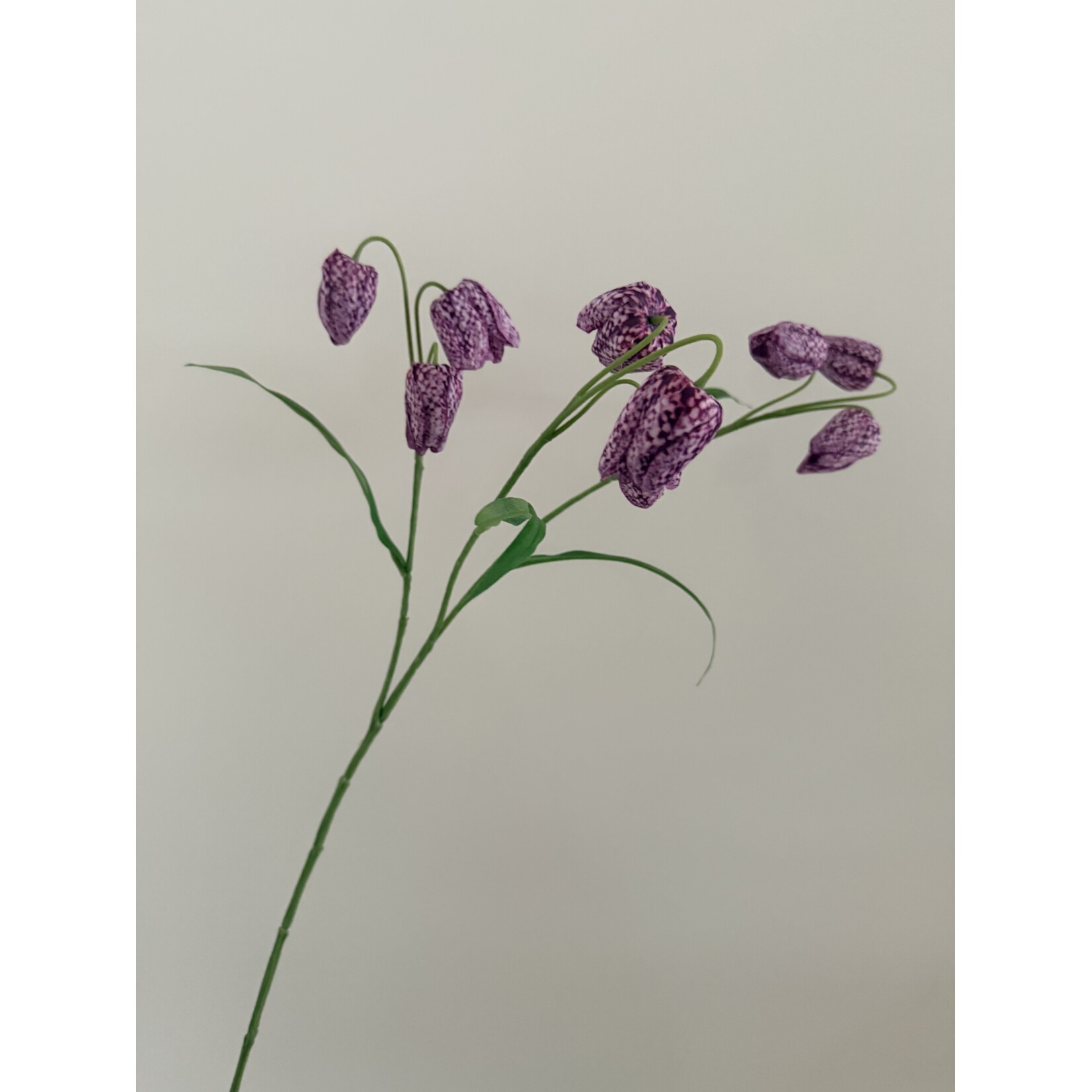 FRITILLARIA | PURPLE | 70 CM