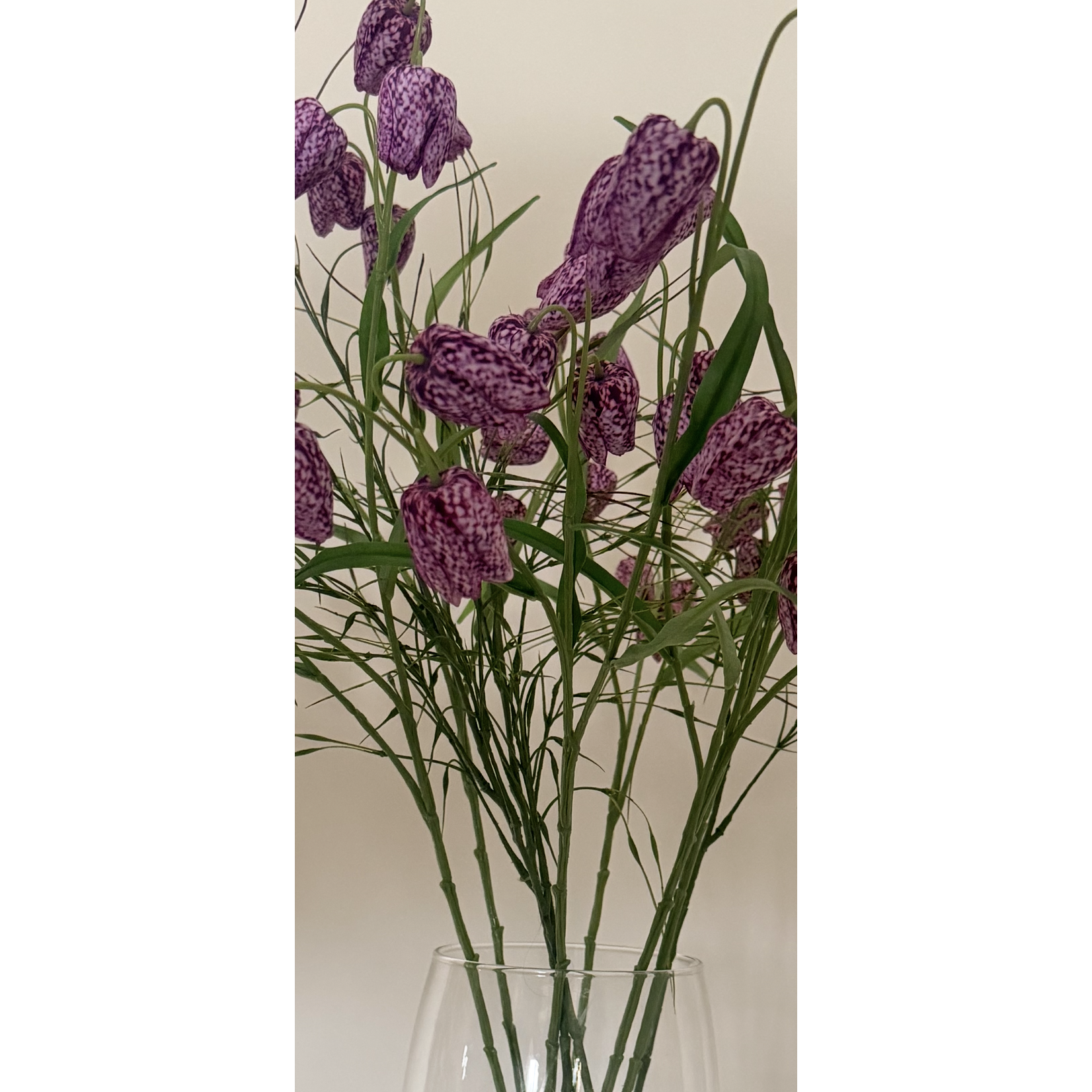 FRITILLARIA | PAARS | 70 CM