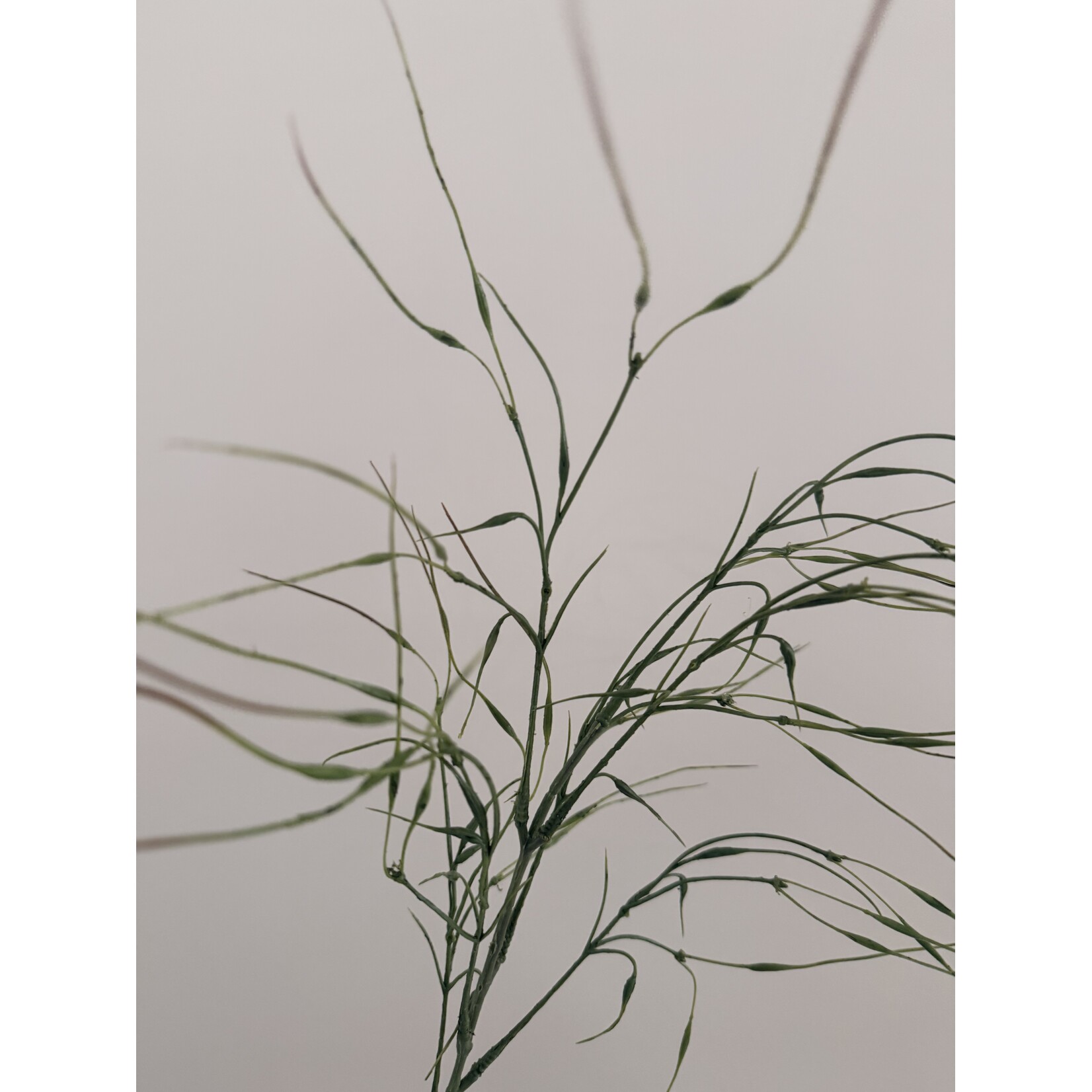 GRAS TAKJE | GROEN | 78 CM