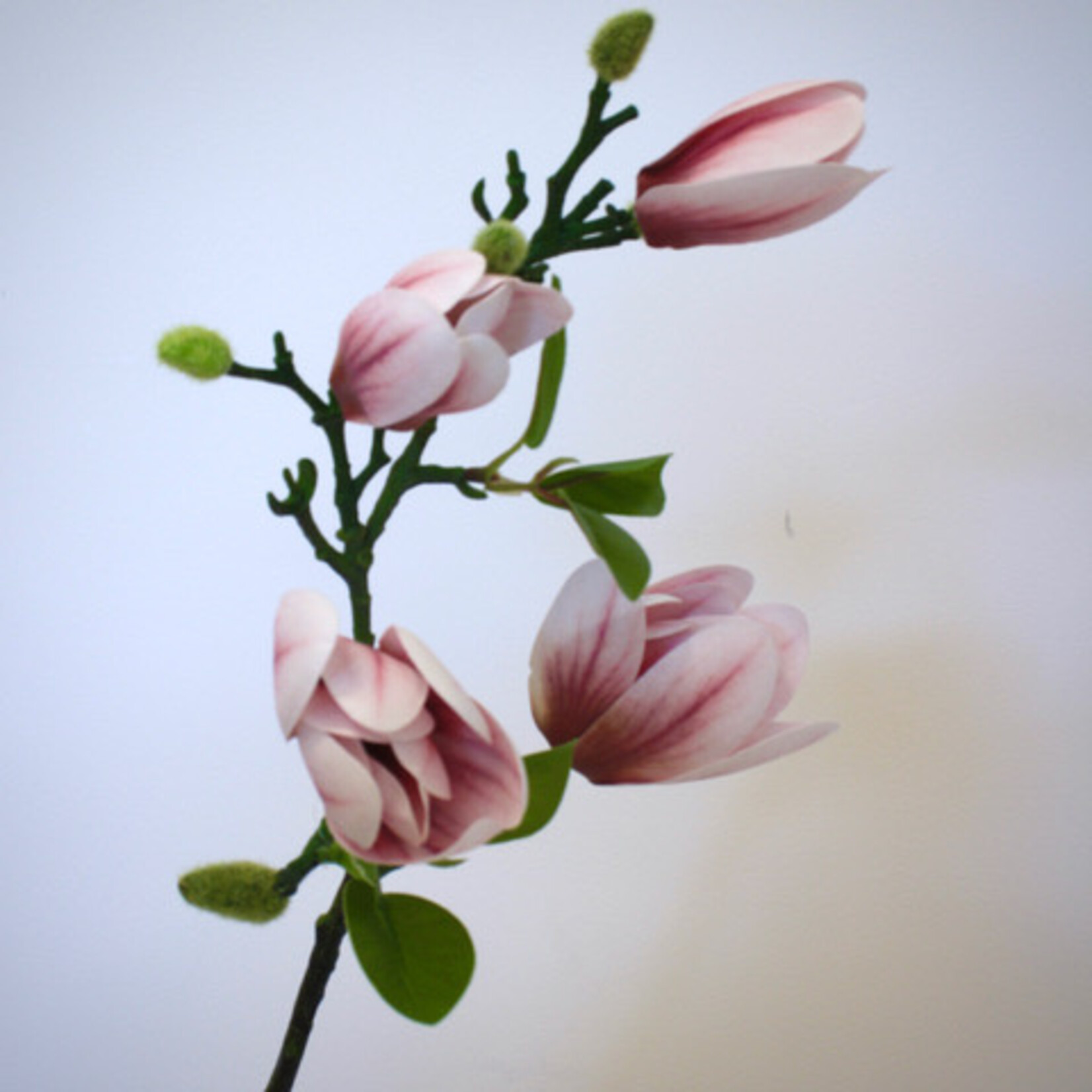 MAGNOLIA SVERIGES |LICHT ROZE| 67 CM