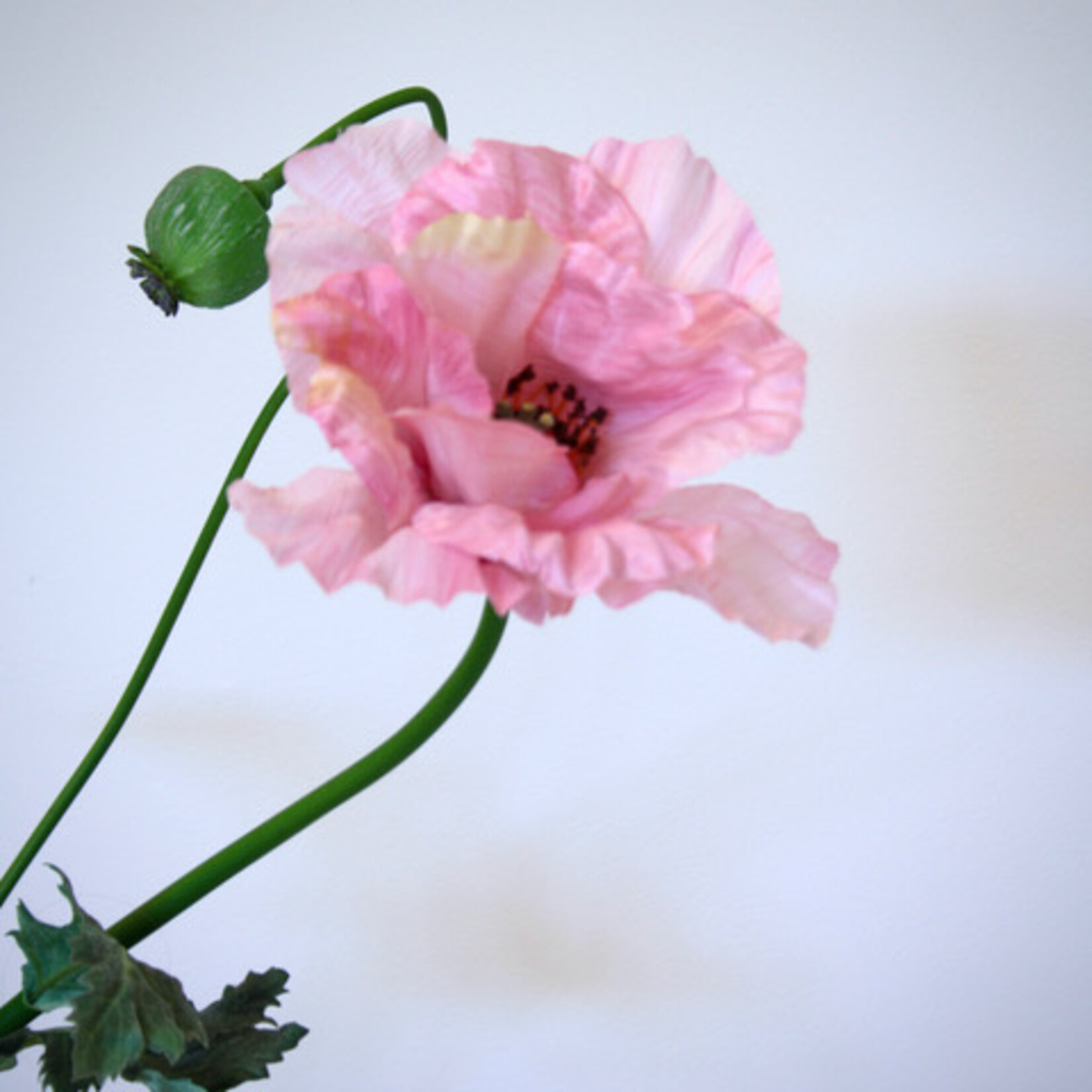 KLAPROOS VICTORIA LOUISE | ROZE | 78 CM