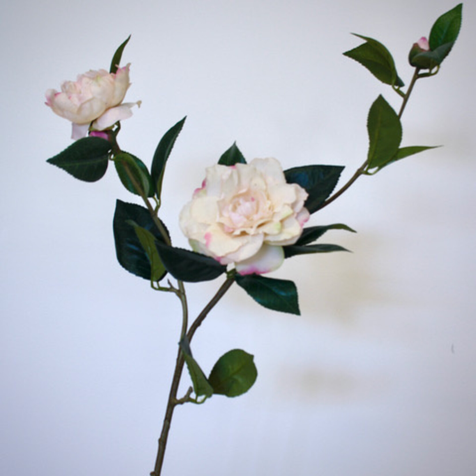 CAMELLIA NUCCIO'S CAMEO| ROZE | 85 CM