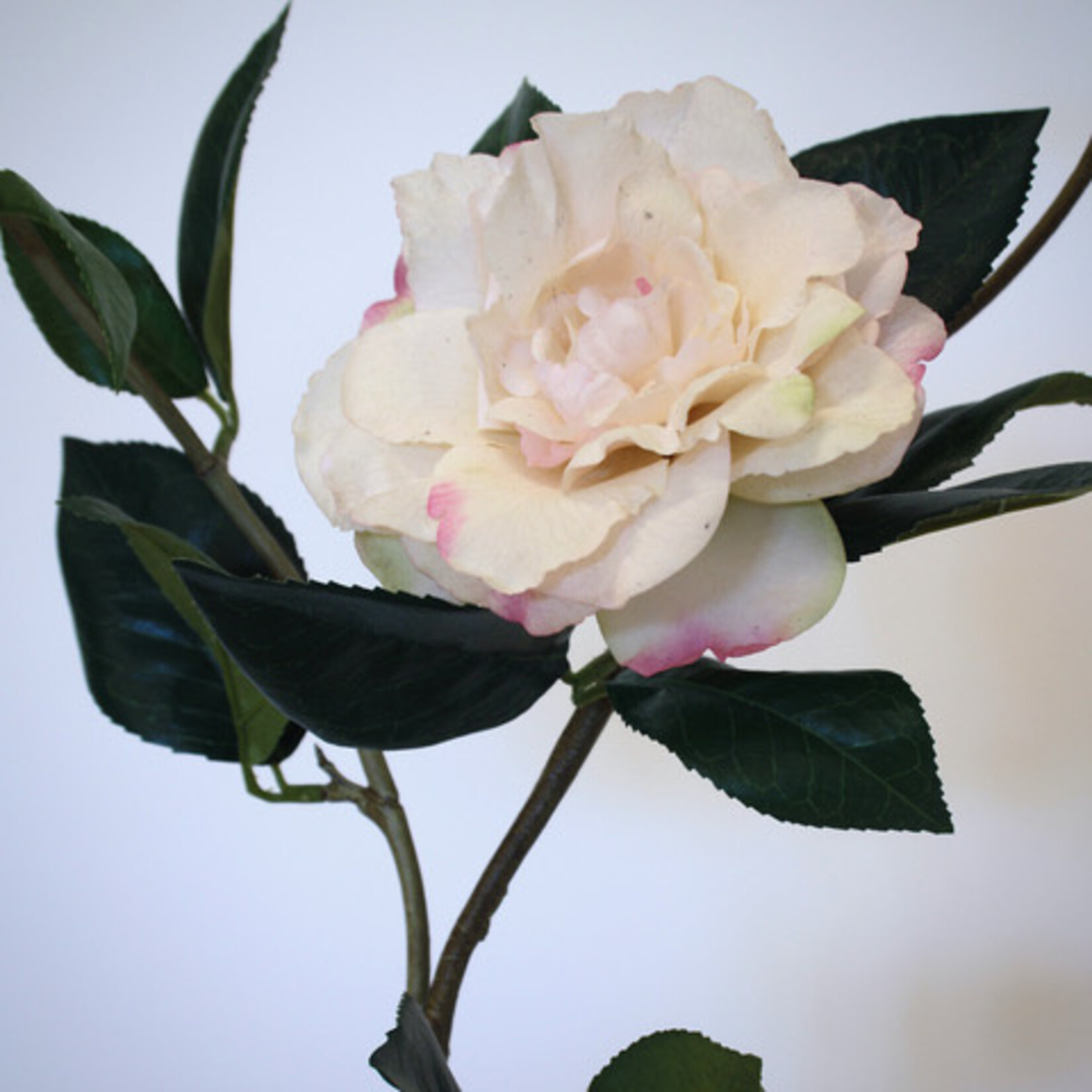 CAMELLIA NUCCIO'S CAMEO| ROZE | 85 CM