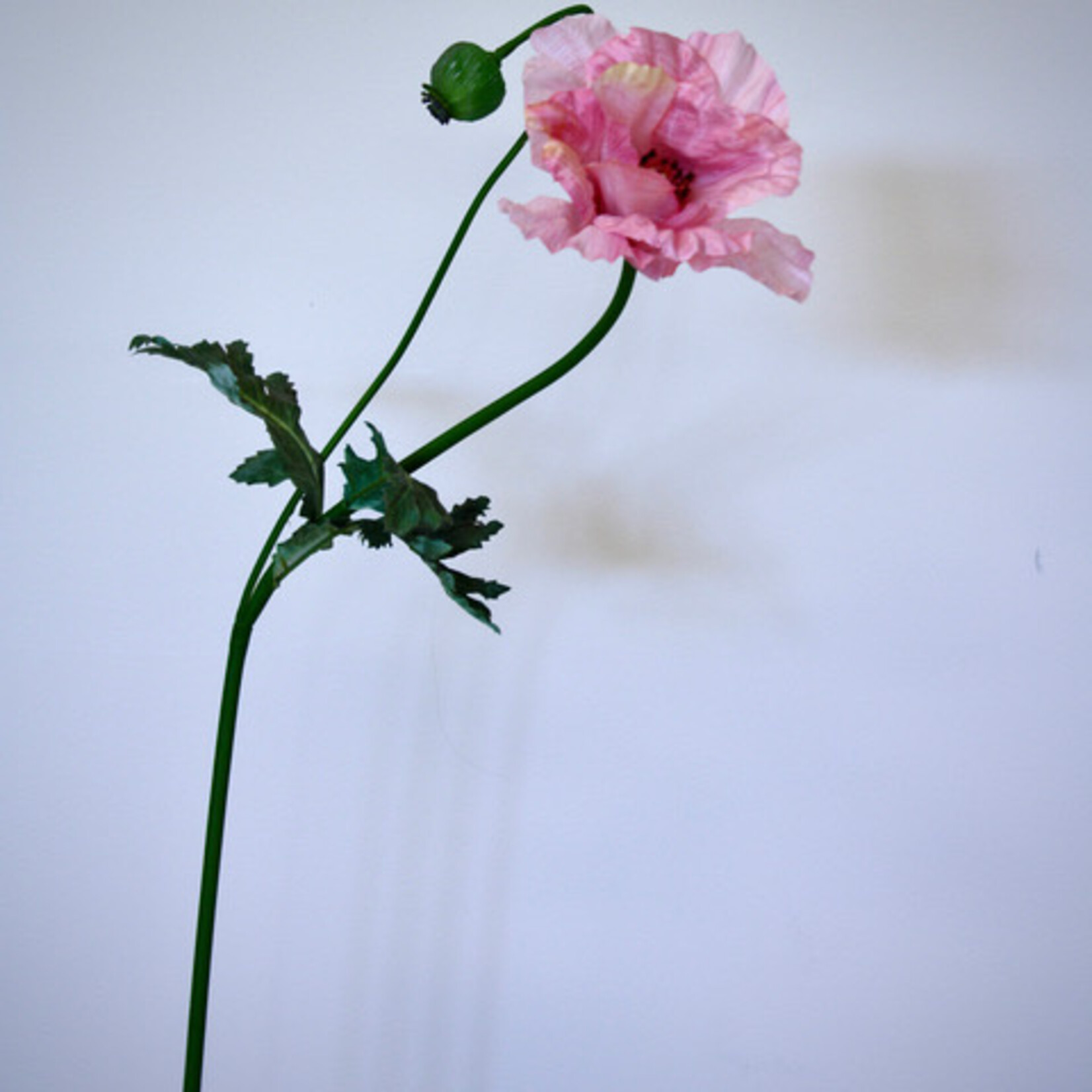 KLAPROOS VICTORIA LOUISE | ROZE | 78 CM