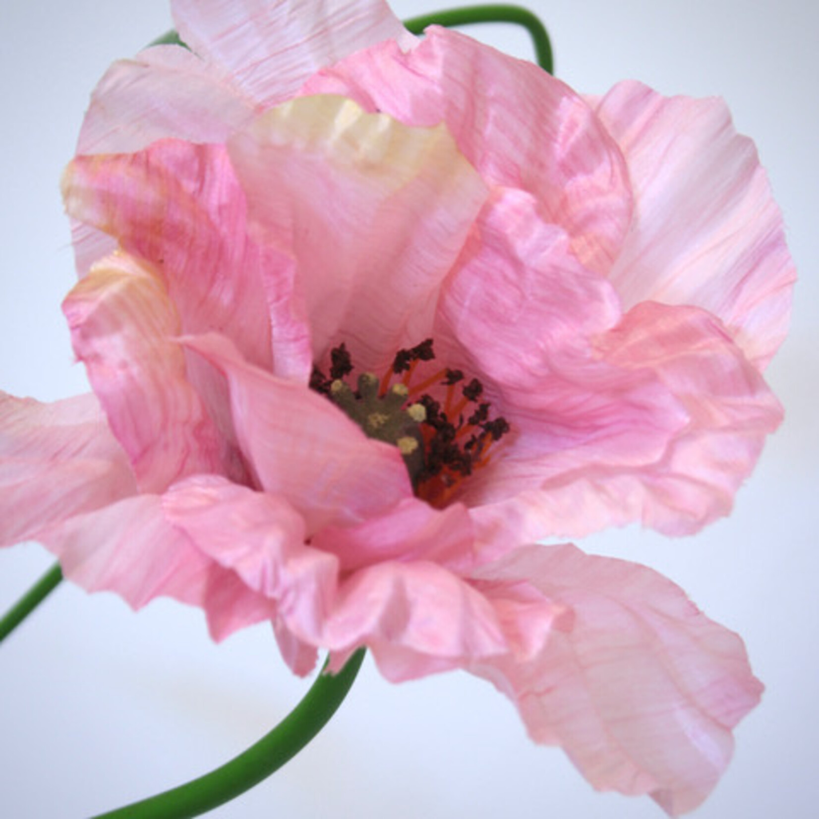 POPPY VICTORIA LOUISE | PINK | 78 CM