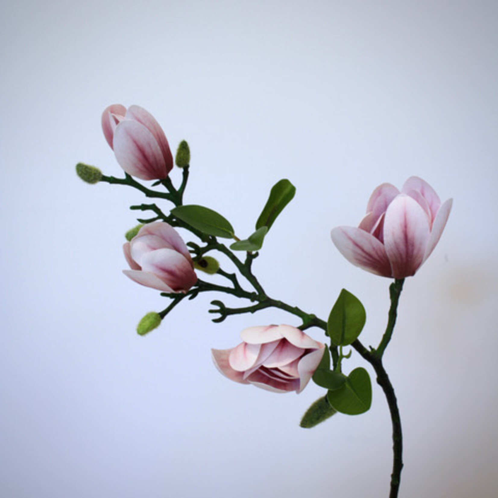 MAGNOLIA SVERIGES | LIGHT PINK | 67 CM
