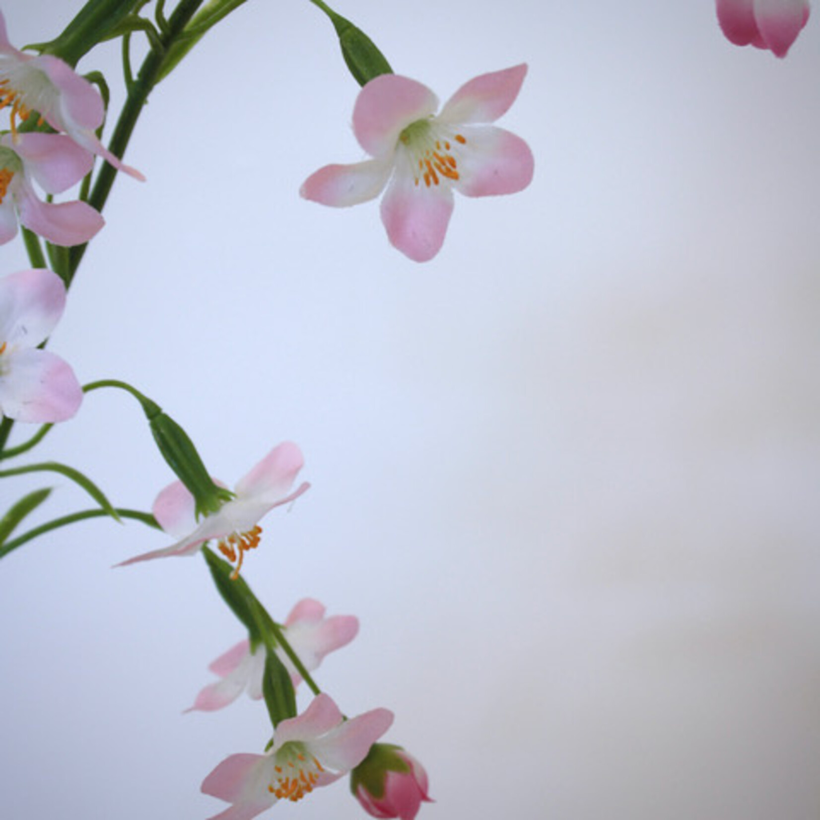 BRUIDSBLOEM| ROZE| 65 CM