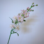 DELPHINIUM | PINK | 60 CM