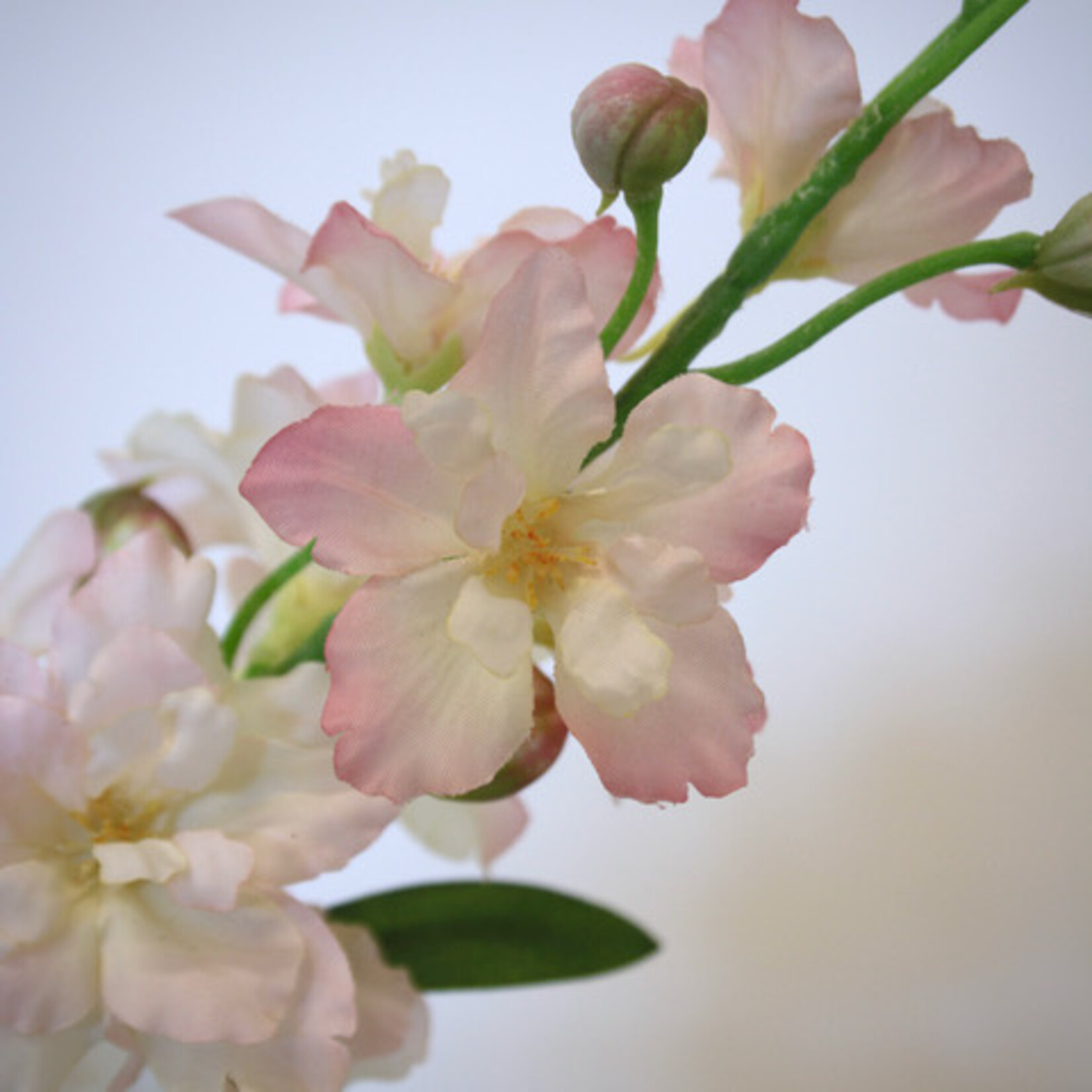 DELPHINIUM PINK SENSATION | PINK | 60 CM