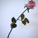 ROOS | ROZE | 68 CM