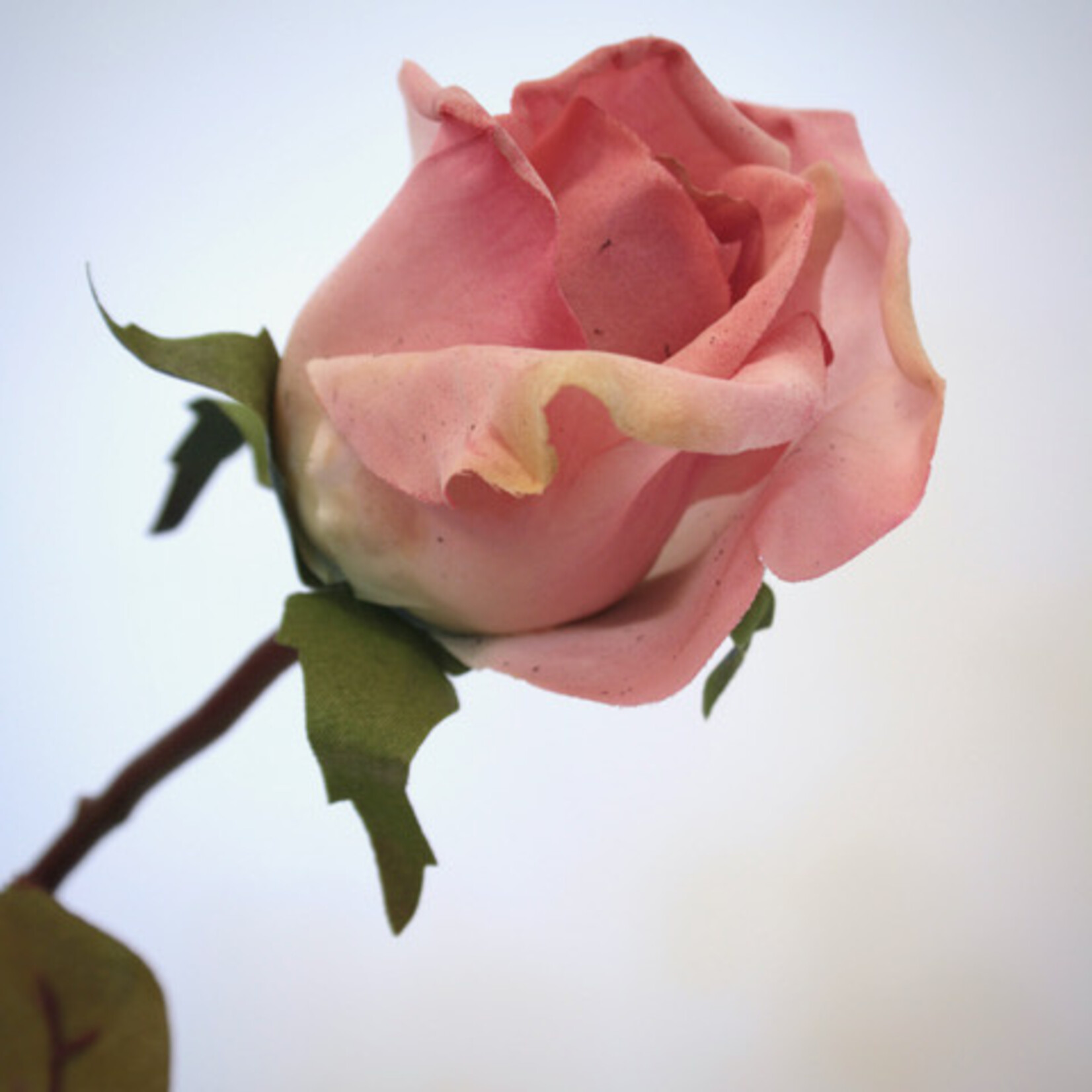 ROSE ROSA | PINK | 68 CM