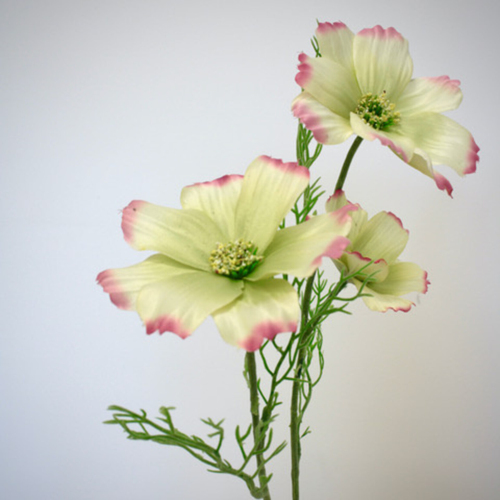 COSMEA | GEEL ROZE | 65 CM