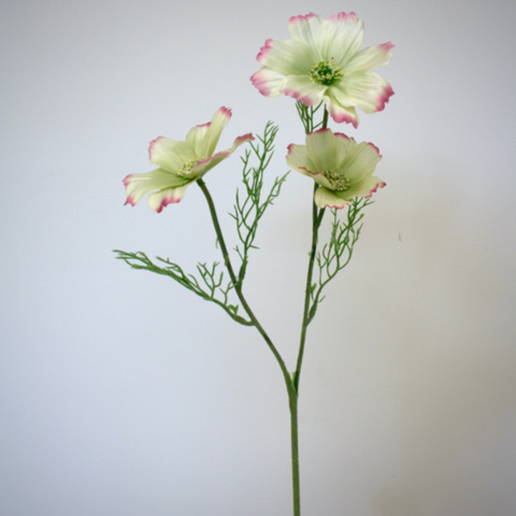 COSMOS | YELLOW PINK | 65 CM