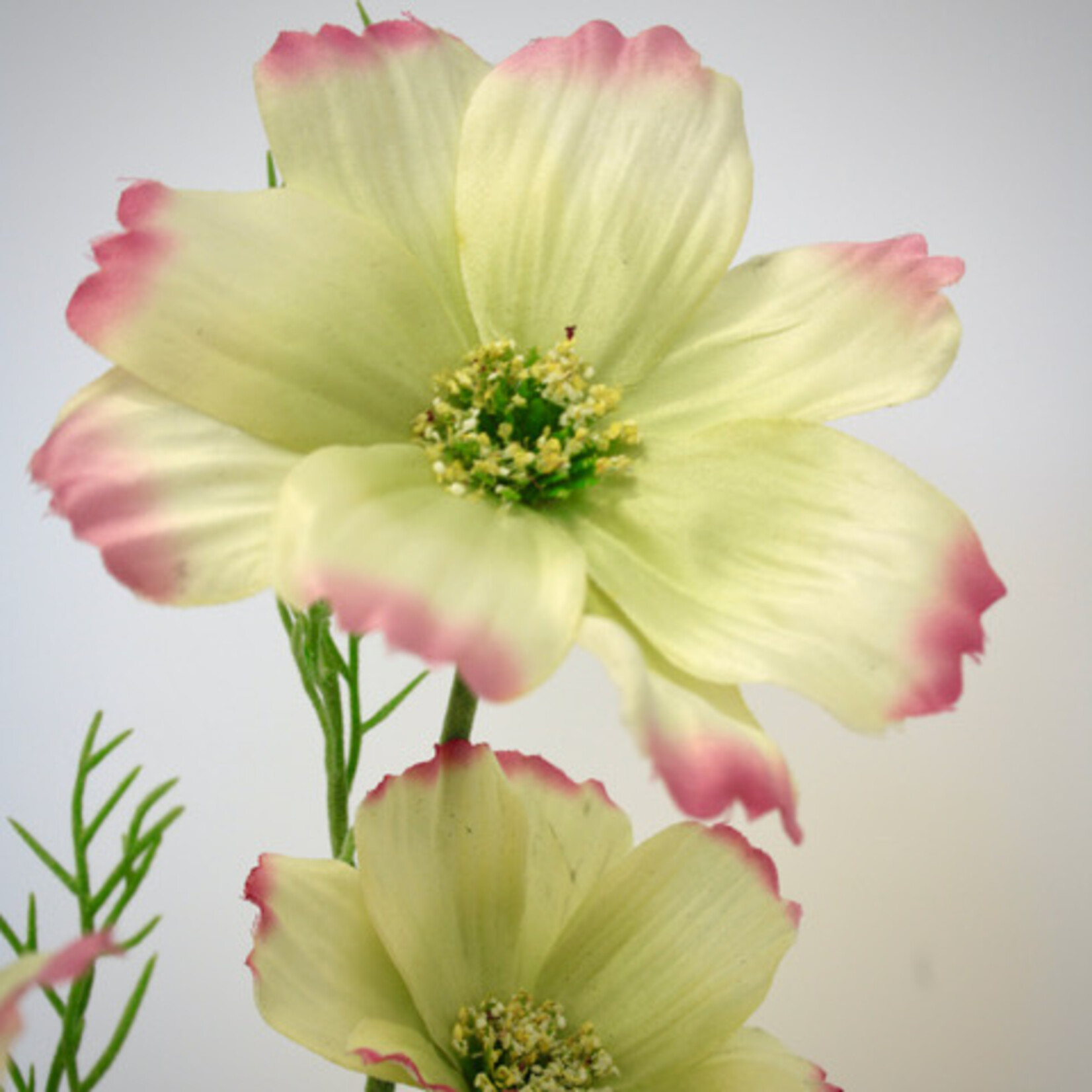 COSMOS | YELLOW PINK | 65 CM