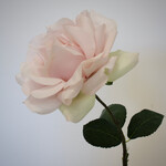 ROOS | POEDER ROZE | 66 CM