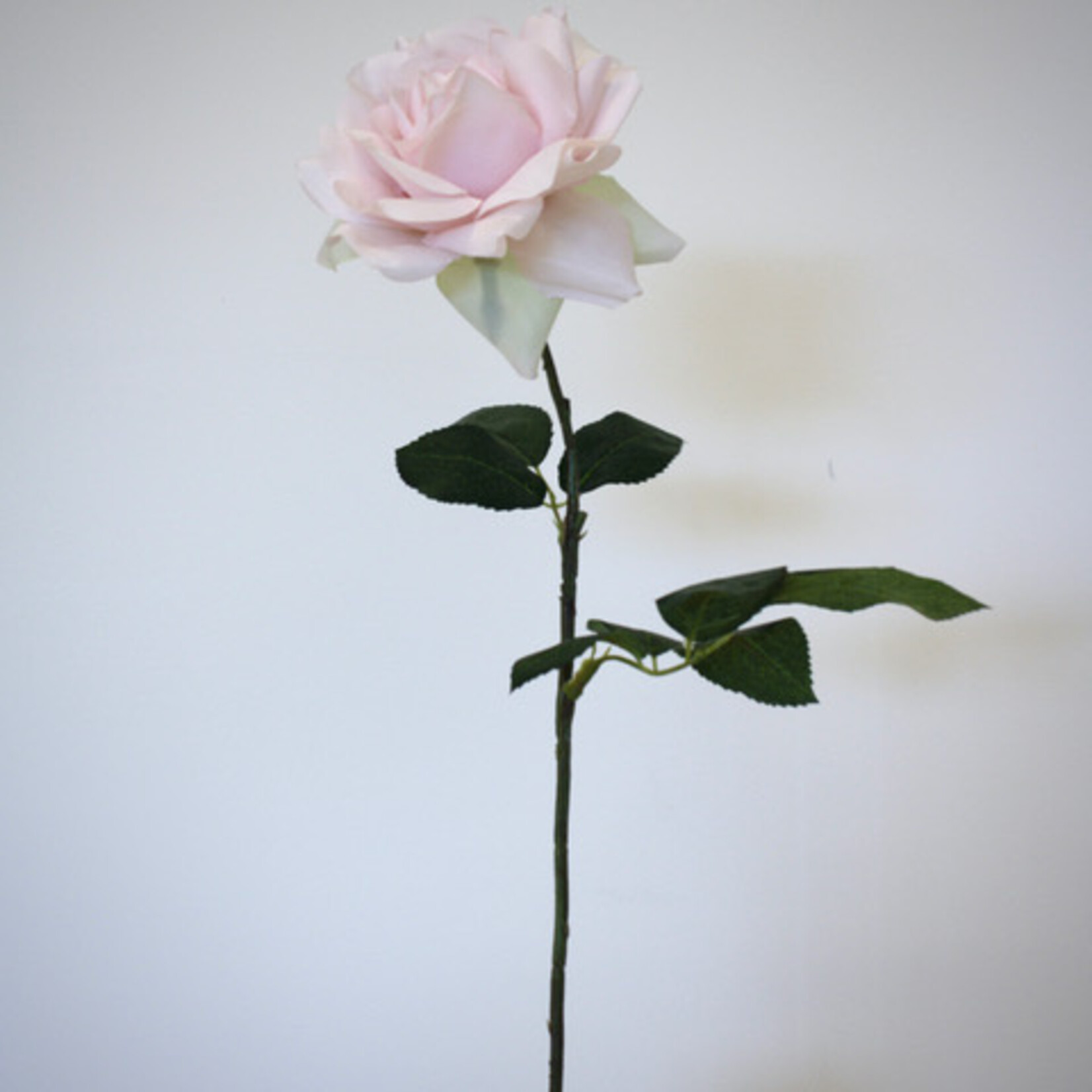 ROSE  SHADE OF PALE| POWDER PINK | 66 CM