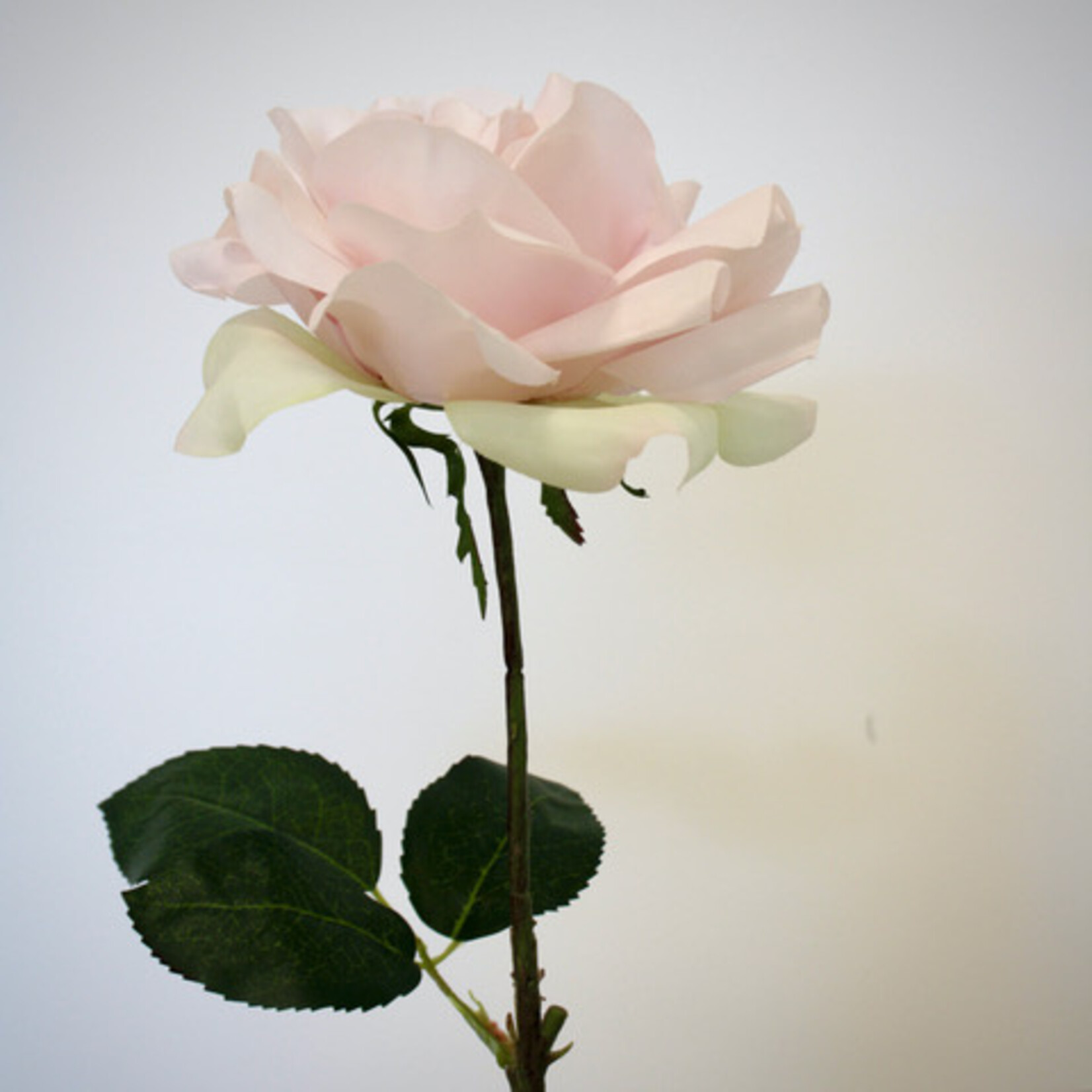 ROSE  SHADE OF PALE| POWDER PINK | 66 CM