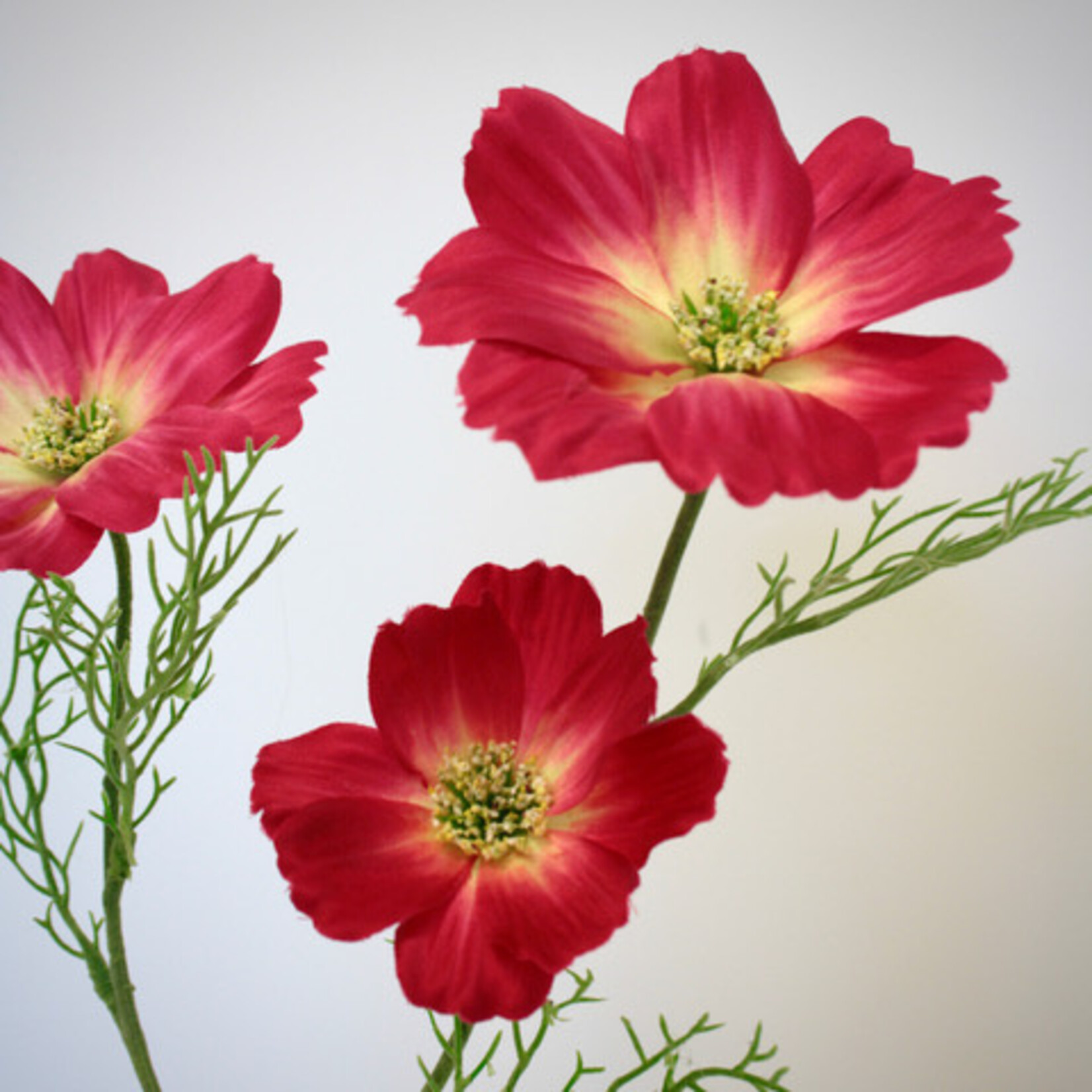 COSMEA SONATA | ROZE | 65 CM