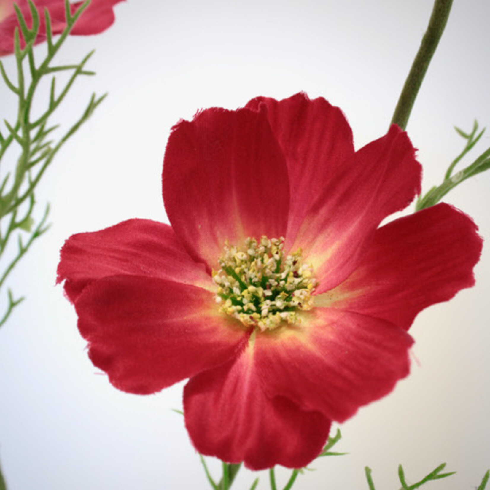 COSMOS  SONATA | PINK | 65 CM