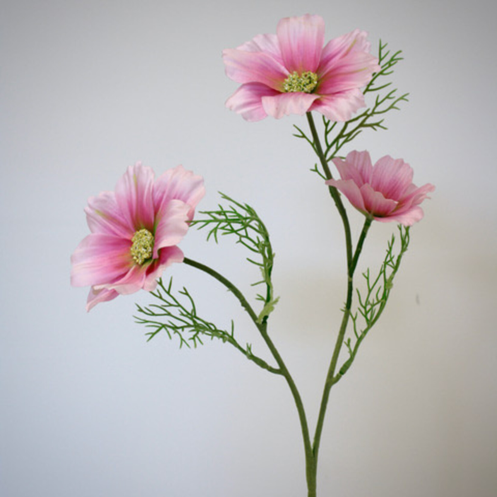 COSMOS SYMPHONY  | PINK | 65 CM