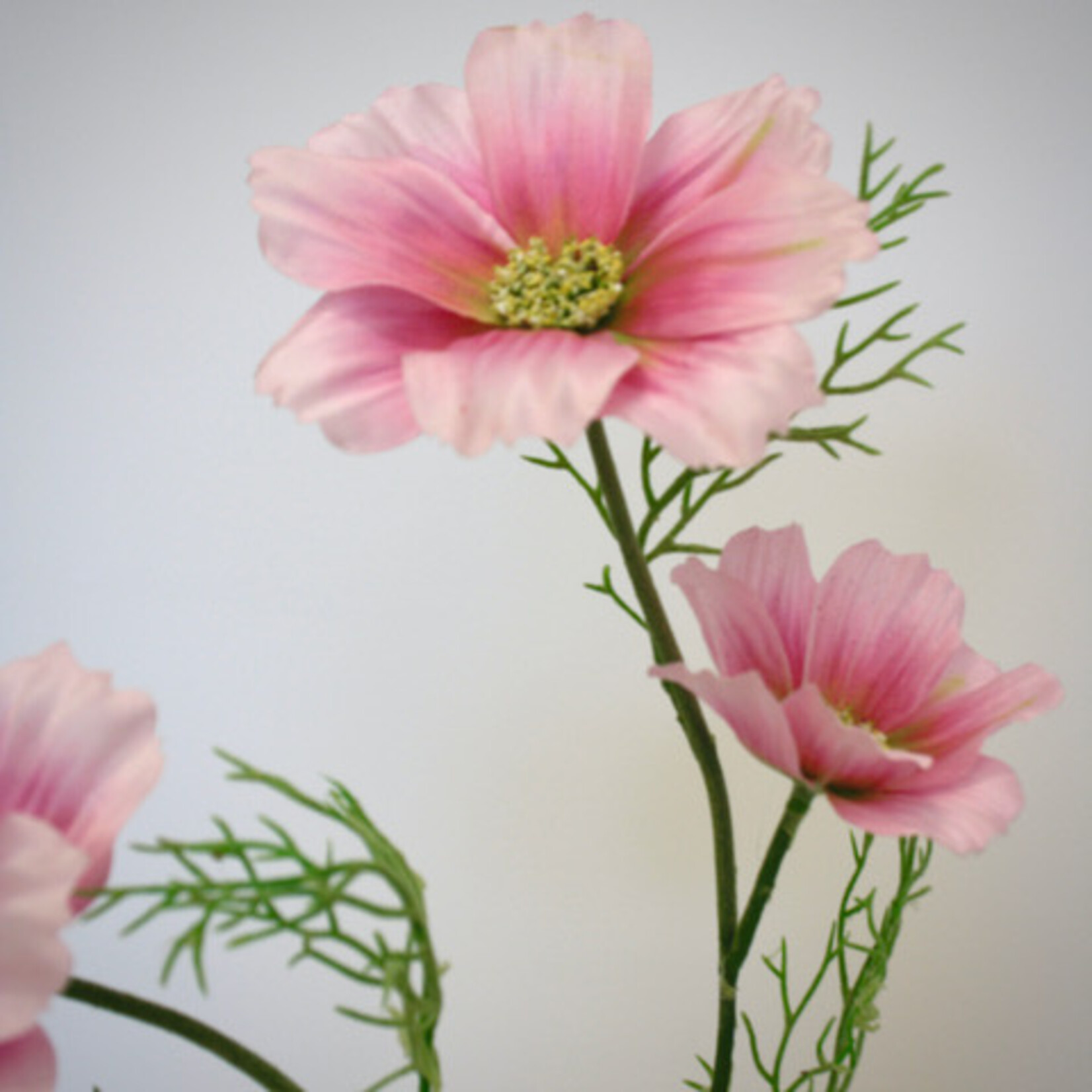 COSMOS SYMPHONY  | PINK | 65 CM