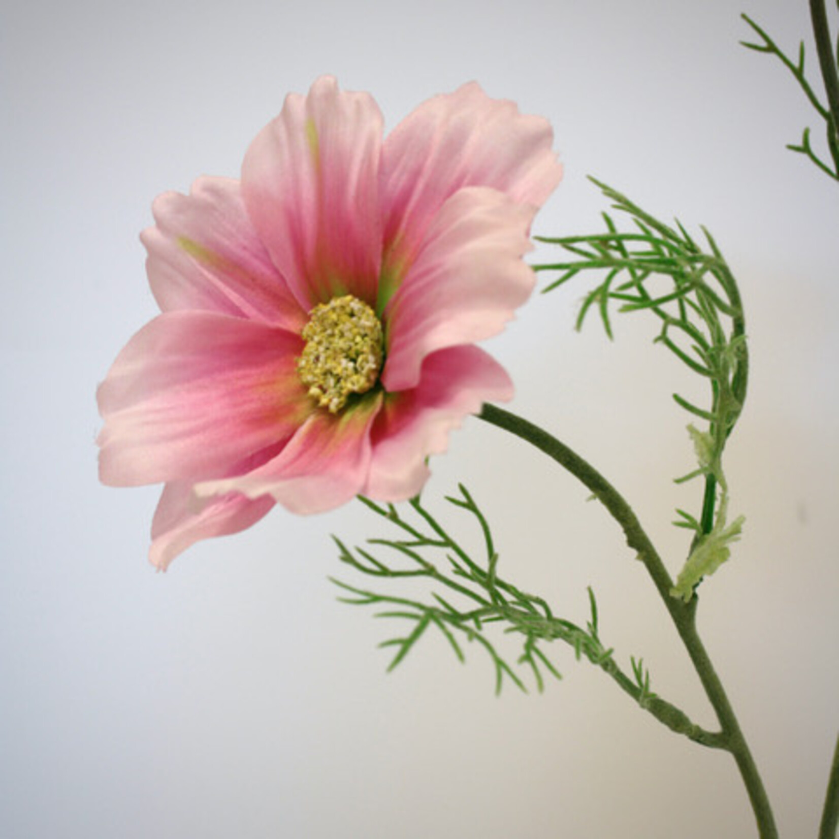 COSMOS SYMPHONY  | PINK | 65 CM