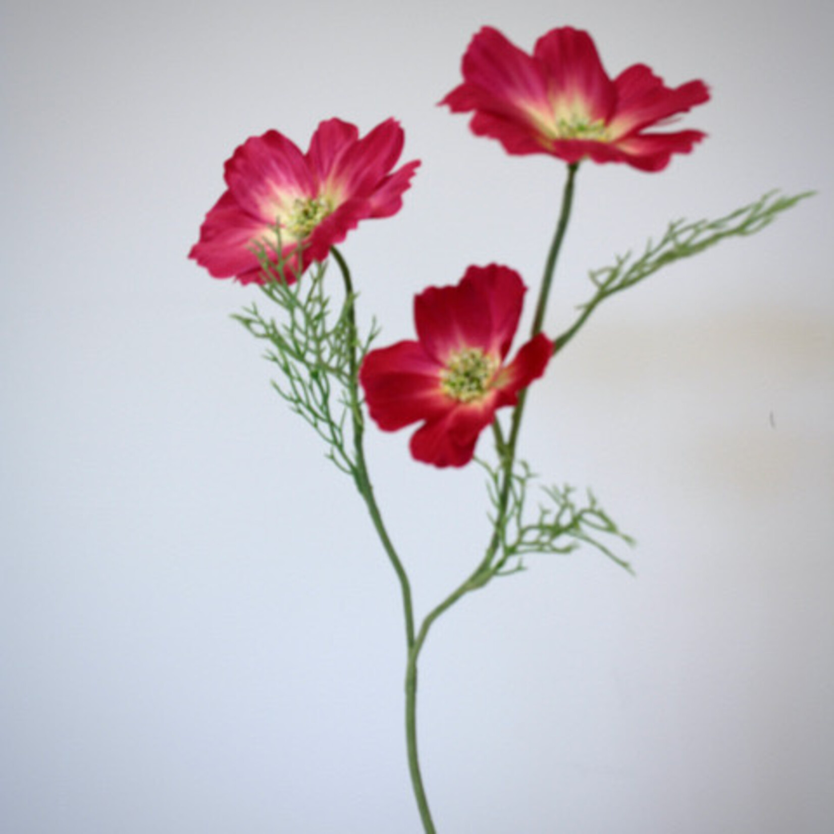 COSMOS  SONATA | PINK | 65 CM