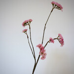 LAMSOOR | ROZE | 70 CM