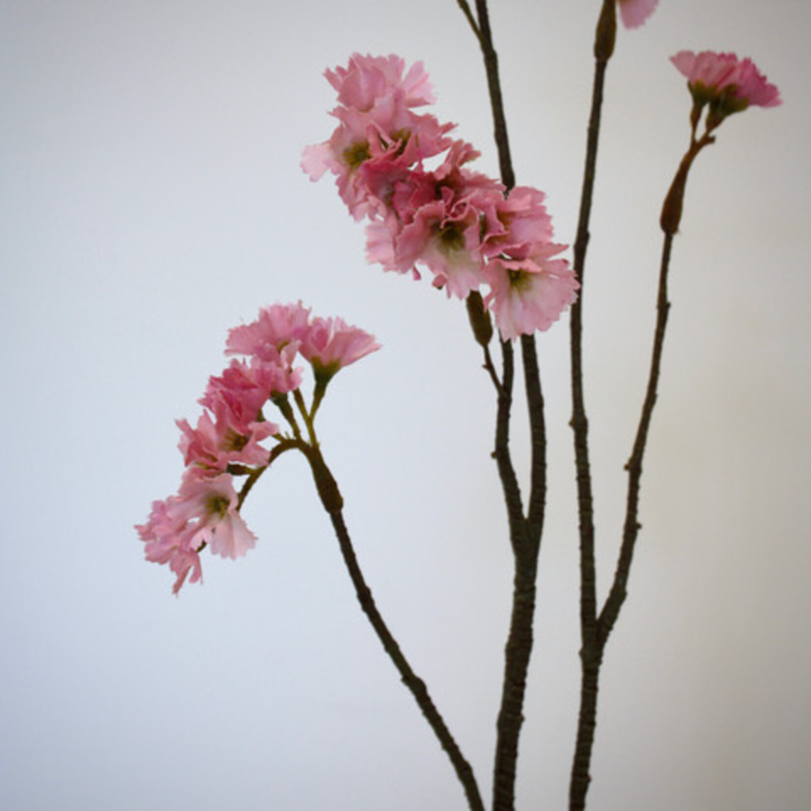 LIMONIUM PACIFIC | PINK | 70 CM