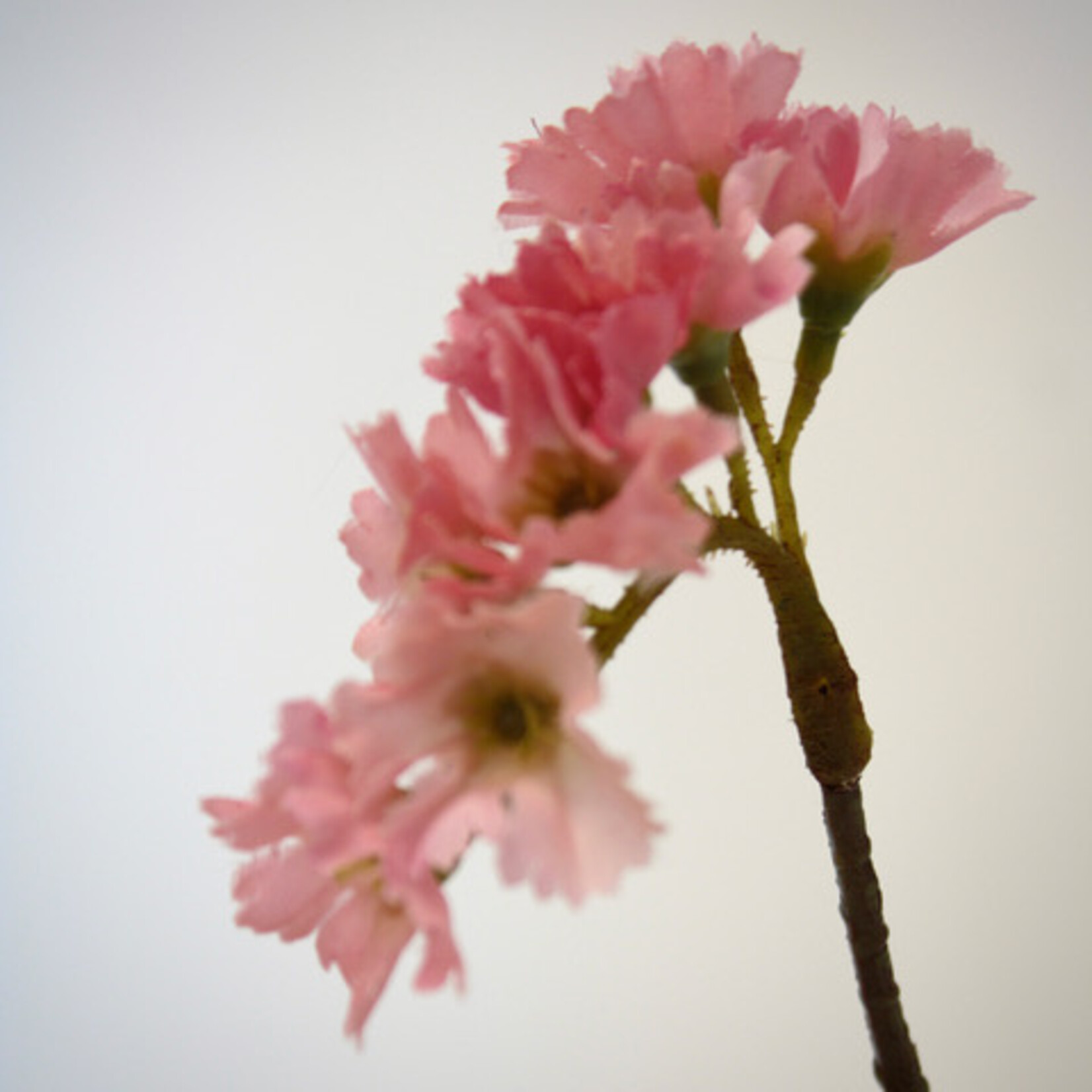 LIMONIUM PACIFIC | PINK | 70 CM