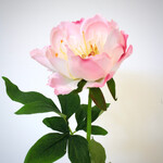 PIOENROOS | LICHT ROZE | 51 CM