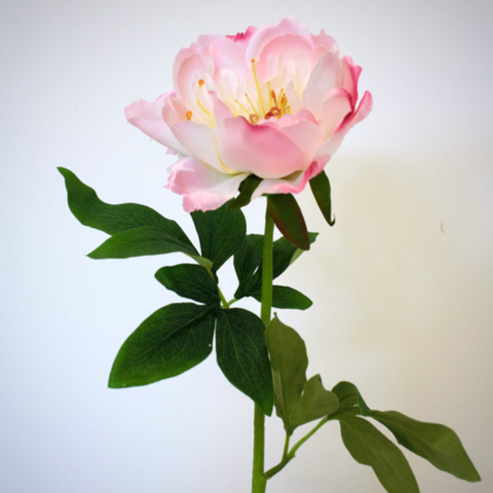 PIOENROOS ATHENA | LICHT ROZE | 51 CM