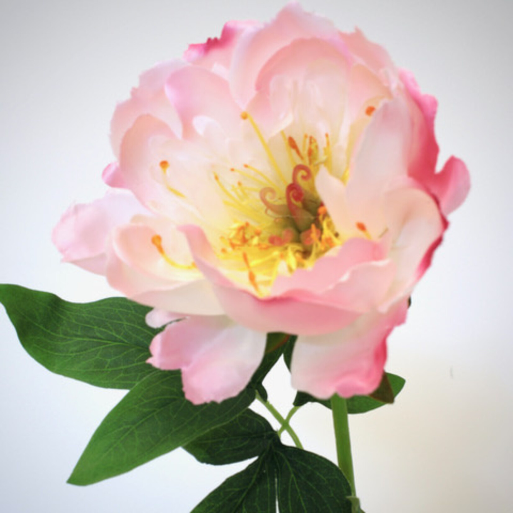 PIOENROOS ATHENA | LICHT ROZE | 51 CM