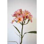 FRANGIPANI | PINK | 80 CM