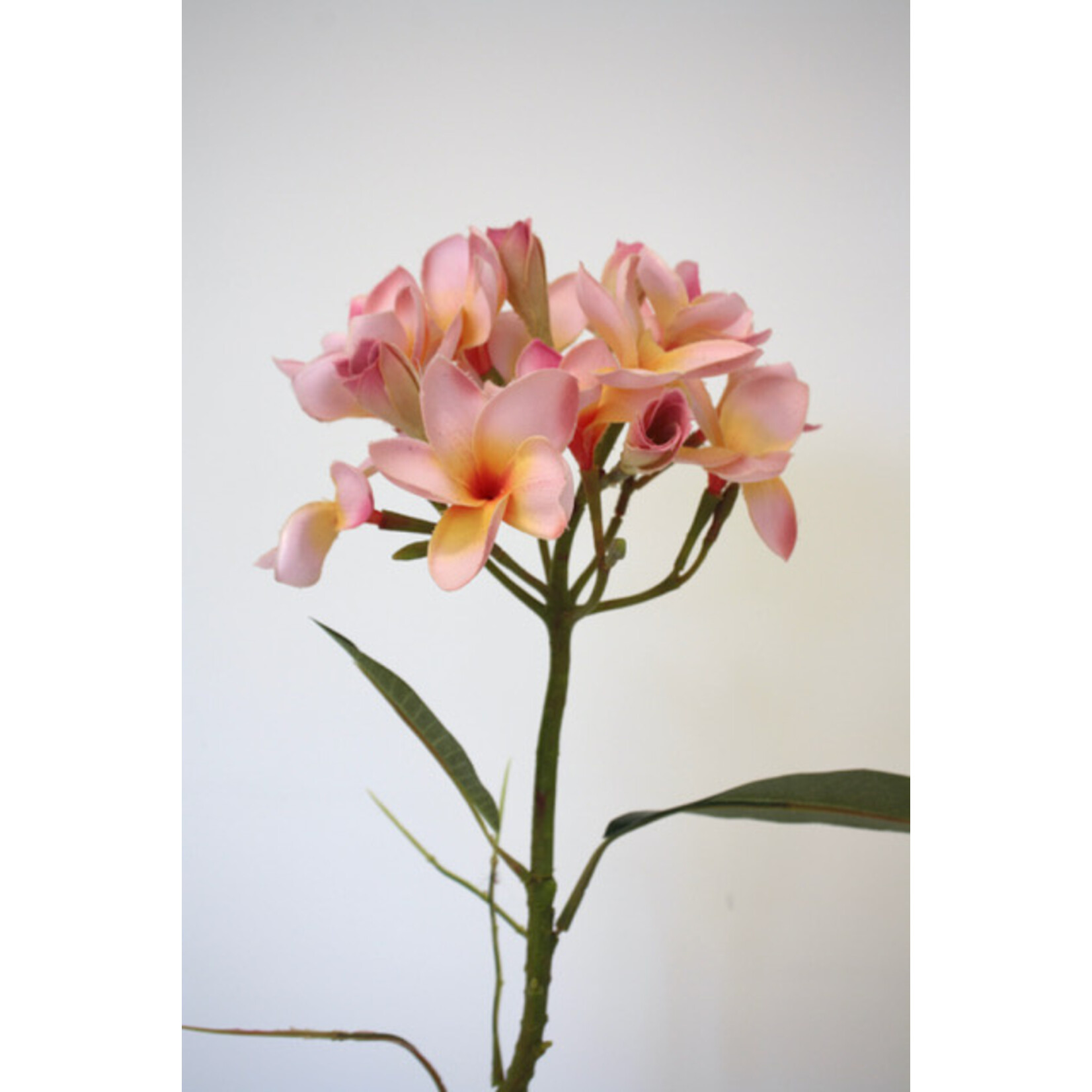 FRANGIPANI | ROZE | 80 CM
