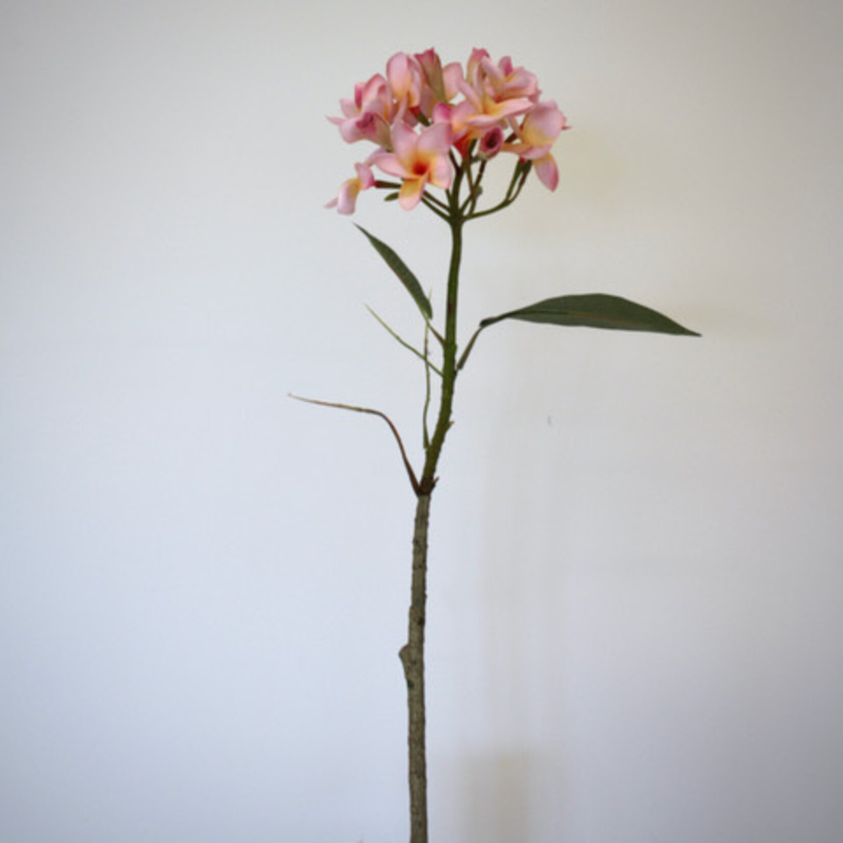 FRANGIPANI | ROZE | 80 CM