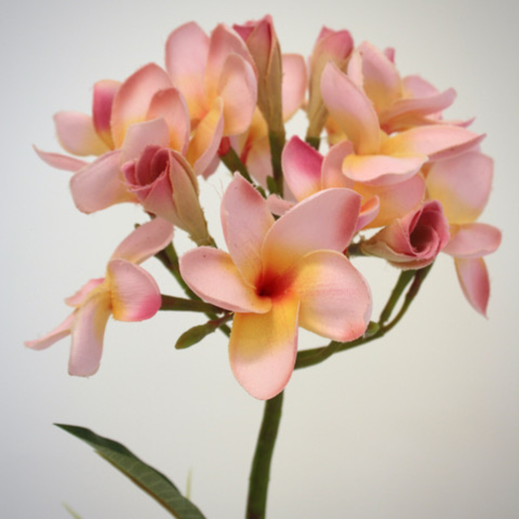FRANGIPANI | PINK | 80 CM