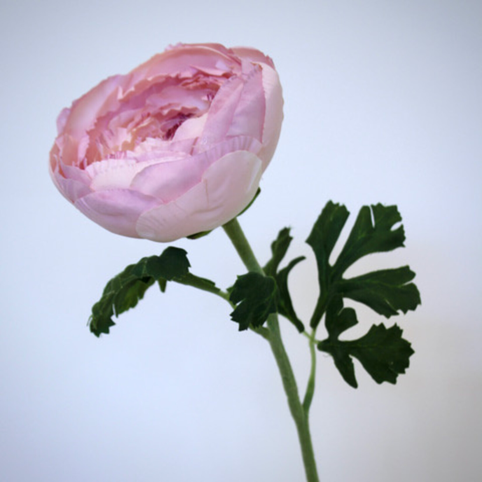 RANUNCULUS | LIGHT PINK | 62 CM
