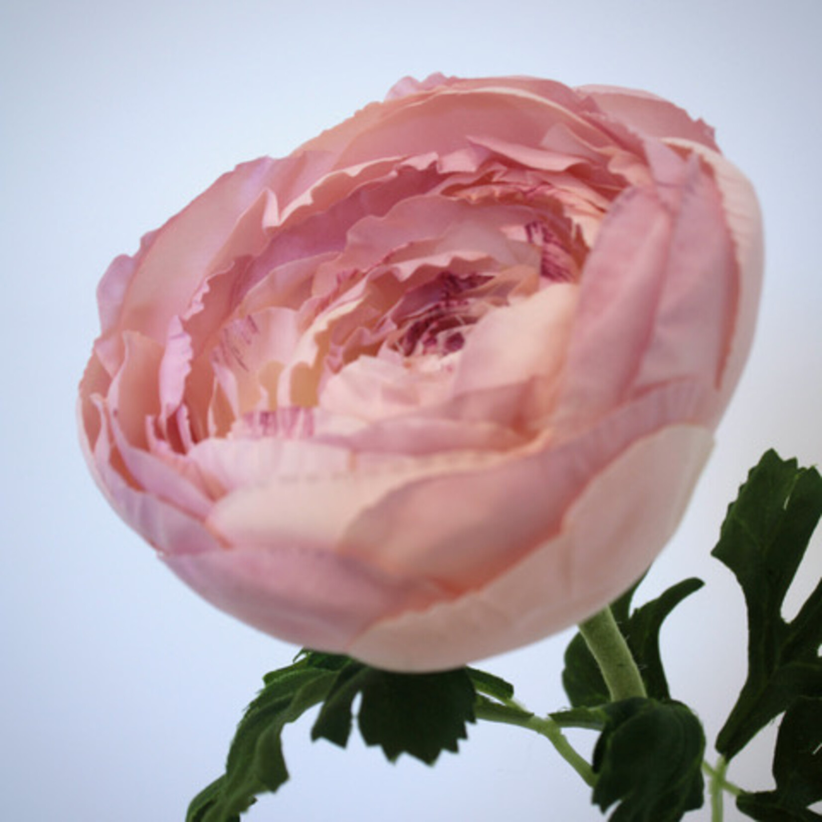 RANUNCULUS | LIGHT PINK | 62 CM