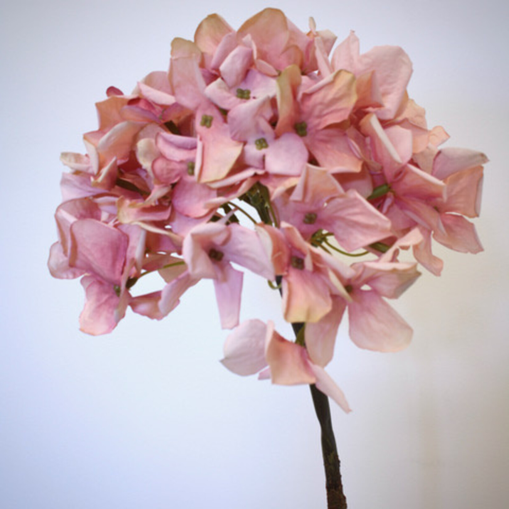 HORTENSIA | OUD ROZE | 50 CM