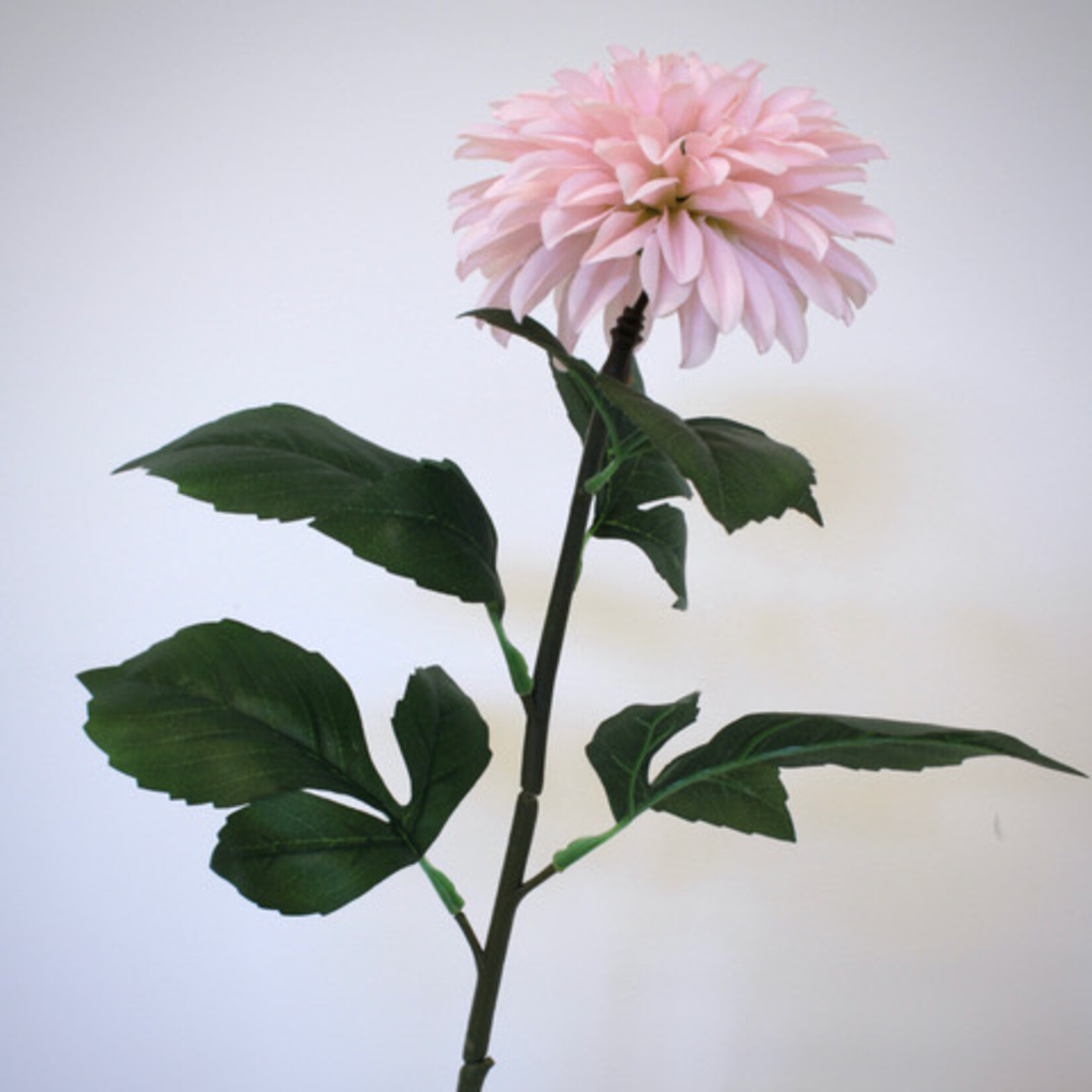 DAHLIA GALLERY LEONARDO  | LICHT ROZE | 70 CM